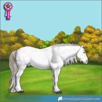 Horse Color:Liver Red Dun Sabino Splash Appaloosa Rabicano