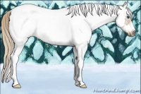 Horse Color:White Spotted Palomino Tobiano Frame Rabicano 