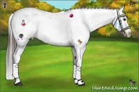 Horse Color:White Spotted Brown Sabino Splash Appaloosa 