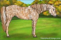 Horse Color:Gray Bay Brindle