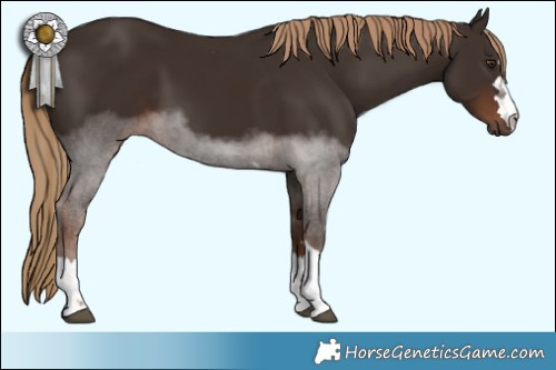 Horse Color:Liver Chestnut  Brindle