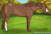 Horse Color:Chestnut  Brindle