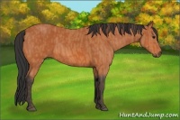 Horse Color:Bay  Brindle