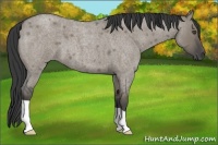 Horse Color:Smoky Grullo Roan