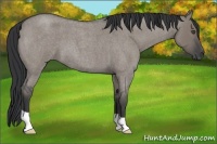 Horse Color:Grullo Roan
