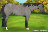 Horse Color:Smoky Grullo Roan 