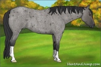 Horse Color:Grullo Roan 
