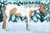 Horse Color:Palomino Tobiano Rabicano