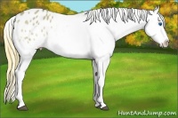 Horse Color:Buckskin Dun Splash Appaloosa Rabicano