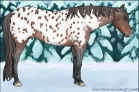Horse Color:Bay Frame Appaloosa Rabicano 