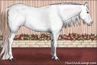 Horse Color:Chestnut Splash Frame Varnish 