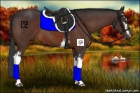 Horse Color:White Spotted Bay 