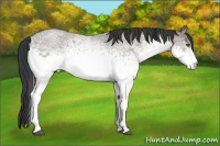 Horse Color:White Spotted Grullo Roan 