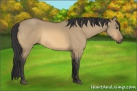 Horse Color:Buckskin Dun