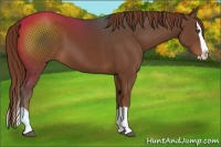 Horse Color:Chestnut Splash 
