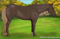 Horse Color:Liver Chestnut 