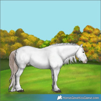 Horse Color:White Spotted Liver Chestnut Sabino Splash Frame Appaloosa 