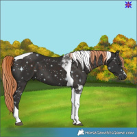 Horse Color:Liver Chestnut Tobiano 