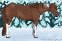 Horse Color:Chestnut Tobiano