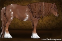 Horse Color:White Spotted Chestnut Sabino