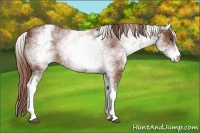 Horse Color:White Spotted Chestnut Sabino