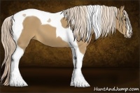 Horse Color:Palomino Sabino Tobiano