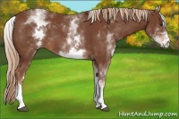 Horse Color:White Spotted Chestnut Sabino