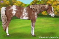 Horse Color:White Spotted Chestnut Sabino
