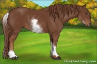 Horse Color:White Spotted Chestnut Sabino 