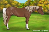 Horse Color:White Spotted Chestnut Sabino 
