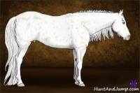 Horse Color:Cremello Appaloosa 