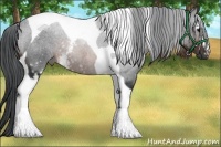 Horse Color:White Spotted Brown Tobiano 