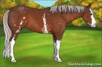 Horse Color:White Spotted Silver Brown Sabino Splash 