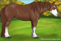 Horse Color:Chestnut Sabino 