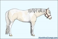 Horse Color:Cremello Dun Tobiano 