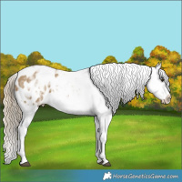 Horse Color:Chocolate Palomino Ice Dun Sabino Tobiano Blanket 