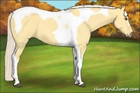 Horse Color:Palomino Dun Tobiano