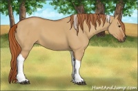 Horse Color:Red Dun Tobiano