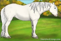 Horse Color:Silver Perlino Dun