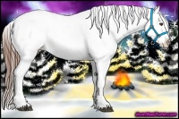 Horse Color:Chestnut Appaloosa 