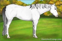 Horse Color:White Spotted Blue Roan Splash 