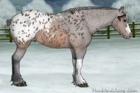 Horse Color:Brown Appaloosa