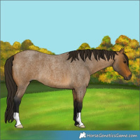 Horse Color:Gray Buckskin Roan 
