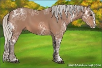 Horse Color:Silver Bay Ice Sabino Splash