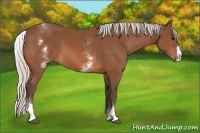 Horse Color:White Spotted Silver Bay Splash 