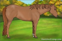Horse Color:Unknown 