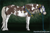 Horse Color:White Spotted Liver Chestnut Splash Rabicano 