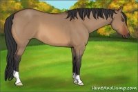 Horse Color:Bay Roan Dun