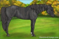 Horse Color:Black  Brindle