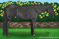 Horse Color:Black  Brindle